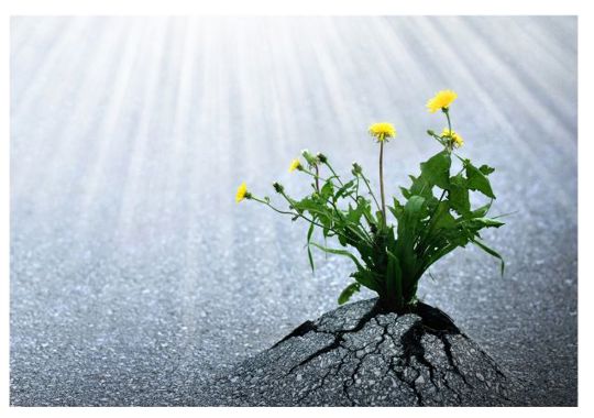 פורח למרות הכל