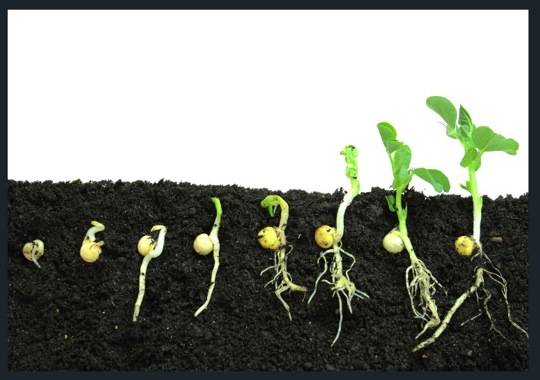 זרעים נובטים בהדרגה